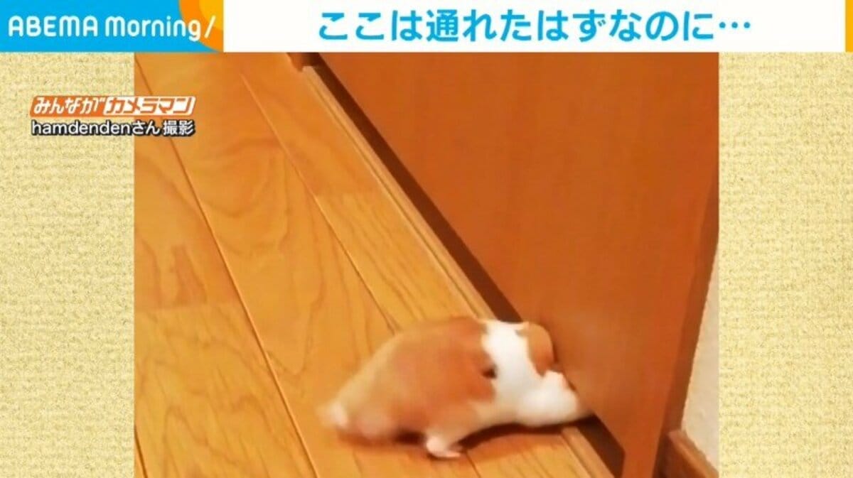 成長してドアの隙間に引っかかるハムスター 必死に通り抜けようとする姿に飼い主 助けてあげたい 話題 Abema Times 成長してドアの隙間に引っかかるハムスター 必死に通り抜けようとする姿に飼い主 助けてあげたい 話題 Abema Times