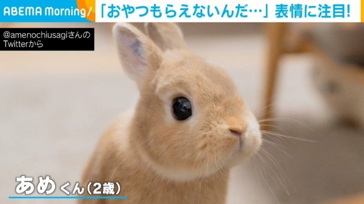 目を輝かせおやつをねだるウサギ 貰えず“ムスッ”と表情が変化する姿に