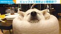 食欲より睡眠欲!? 犬の気持ちよさそうな“至福の寝顔”に「とても癒やされます」「気持ちよさそう」と話題