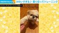 飛び上がって必死に“お手”をする犬 大好きな歯磨きガムをもらう前の一生懸命な姿が話題に