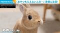 目を輝かせおやつをねだるウサギ 貰えず“ムスッ”と表情が変化する姿に「ぬいぐるみみたい」「可愛過ぎる」癒やされる人続出
