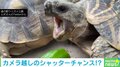 亀がピーマンを食べて苦悶の表情 あまりの“秀逸リアクション”に「大爆笑しちゃった」「好き嫌いあるんだね」と反響