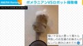 ポメラニアンが“マジギレ” ロボット掃除機からおもちゃを助ける必死の救出劇に反響