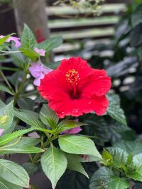 研ナオコ『秋なのに、、』