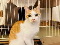 坂上忍『新鮮な晩御飯』