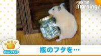 瓶の中に大好物…奮闘するハムスター