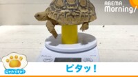 【映像】飼育のプロが教える“カメのはかり方”