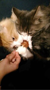 谷花音『猫カフェ』