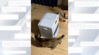 【映像】ファンヒーターの周りで“天才的なひとり遊び”をする猫