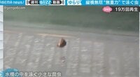 無重力状態でふわ～り…“謎”の生物が「フリーザが乗ってそう」と話題 【ABEMA TIMES】