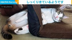 「そこに入るセンスよ」“予想斜め上な場所”で落ち着く猫に「場所とポーズが奇跡w」「見事にハマっていますね」と驚きの声