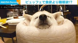 食欲より睡眠欲!? 犬の気持ちよさそうな“至福の寝顔”に「とても癒やされます」「気持ちよさそう」と話題