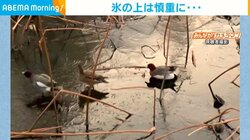 カモが池一面の氷にオドオド… 仲間の後に続いて慎重に歩く姿が話題