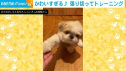 飛び上がって必死に“お手”をする犬 大好きな歯磨きガムをもらう前の一生懸命な姿が話題に