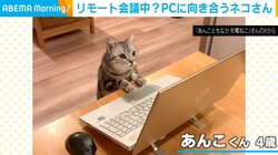 テレワーク中？PCに向き合う猫の真剣な眼差しに「これは株をやってますね！」など大反響