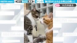 猫2匹の“喧嘩よわよわ同士の戦い”動画に「アタマポン、にしか見えない」「頭に手をのせて固まるのが好き」と反響