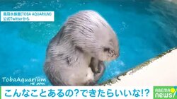 もはや手品！お腹から“無限”にオモチャを出すラッコの動画が大反響 「どんだけ持ってるの？」