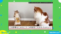 もふもふ酔拳？ 二本足で立って戦うネコの姿に「かわいすぎ」「1日の疲れが吹っ飛んだ」と絶賛の声