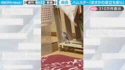 「理解が追いつかないw」ハムスターが“逆立ち走り”をする衝撃映像に「すごいバランス感覚！」「ハムちゃん飼ってたけど初めて見た！」と驚きの声続々