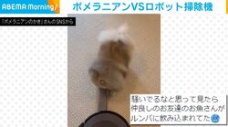 ポメラニアンが“マジギレ” ロボット掃除機からおもちゃを助ける必死の救出劇に反響