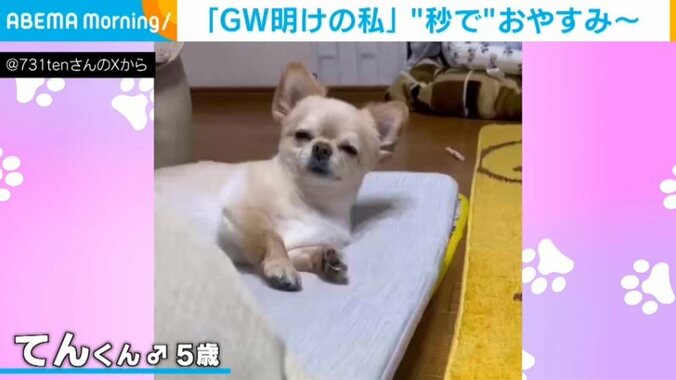 チワワのてんくん（5歳）