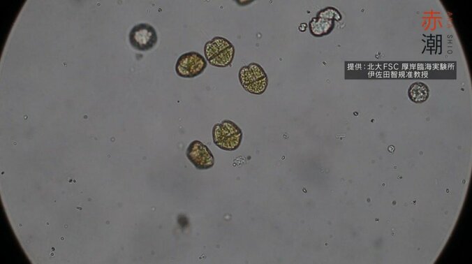 北海道の最高級ブランド「昆布森のウニ」が赤潮で窮地に…“ウニ一筋50年”の漁師の嘆き 3枚目