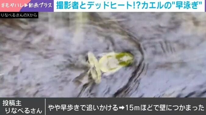 モリアオガエル