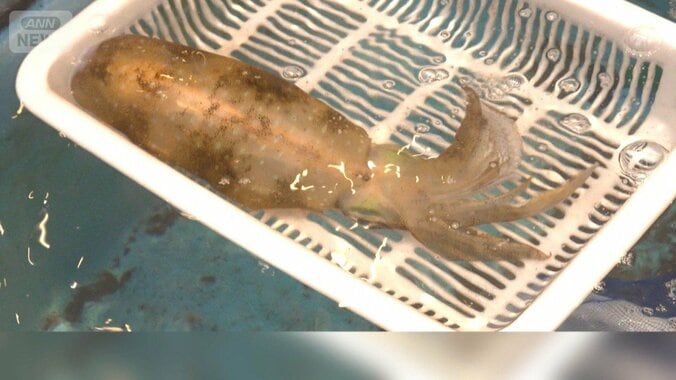 「王様」アオリイカが豊漁　甘くてコリコリ、例年の半値　2キロ超の大物も 1枚目
