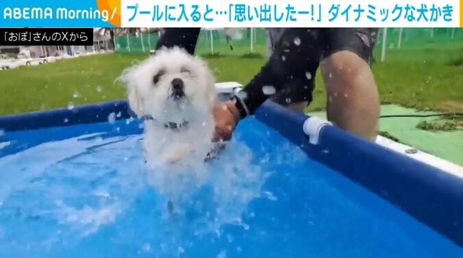 ぽむぽむちゃん