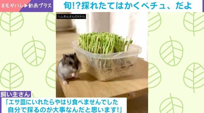 ハムスターが“豆苗狩り”!?