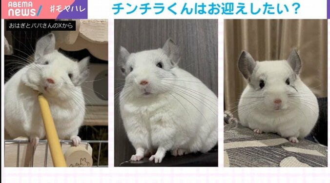 チンチラのしらこくん