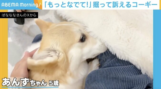 コーギーのあんずちゃん