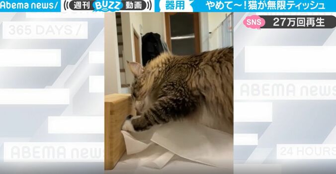 “飼い猫あるある” やめて欲しいけど、可愛すぎて止めることができない… 困ったイタズラがネット上で話題に 1枚目