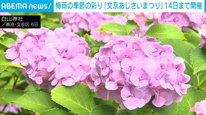 あじさい