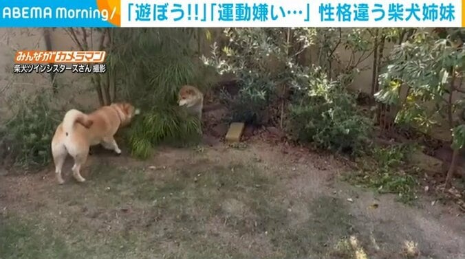 庭を大興奮して走る柴犬 茂みに隠れる“運動嫌い”の姉妹犬を誘う姿に飼い主ほっこり 1枚目