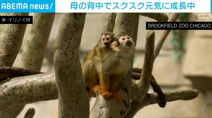 リスザルの親子