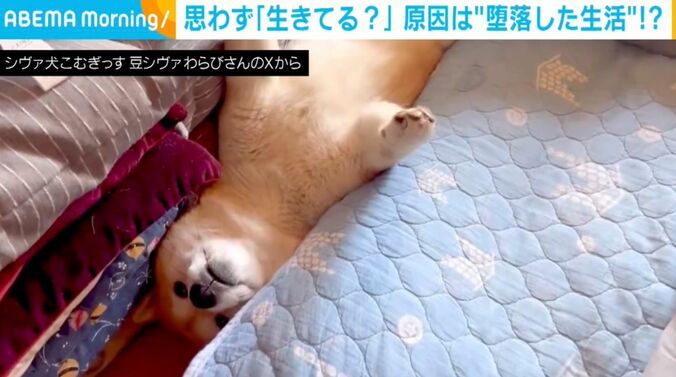 柴犬のわらびちゃん