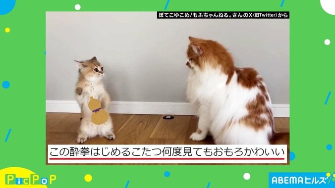 もふもふ酔拳？ 二本足で立って戦うネコの姿に「かわいすぎ」「1日の疲れが吹っ飛んだ」と絶賛の声 1枚目