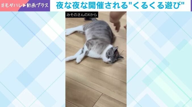 猫がハマる“くるくる”遊び