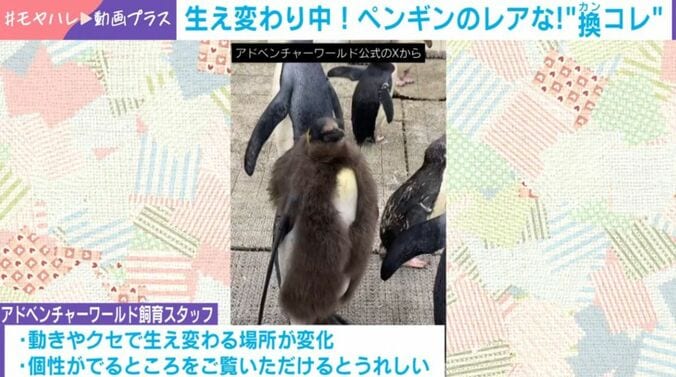 キングペンギンの赤ちゃん