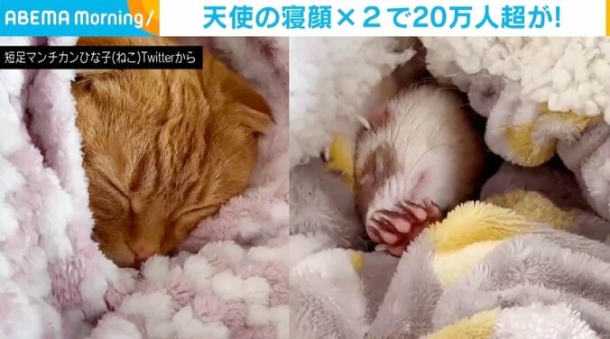 マンチカンとフェレット、“天使の寝顔”×2に「尊し」「この空間で一緒に寝たい」の声 1枚目