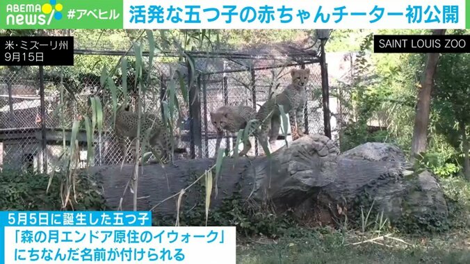 “五つ子”のチーターの赤ちゃん