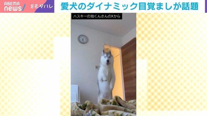 シベリアンハスキーの珀くん（2歳）