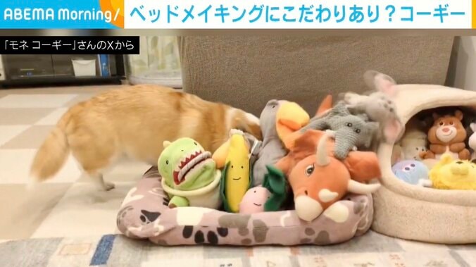 コーギーのモネちゃん