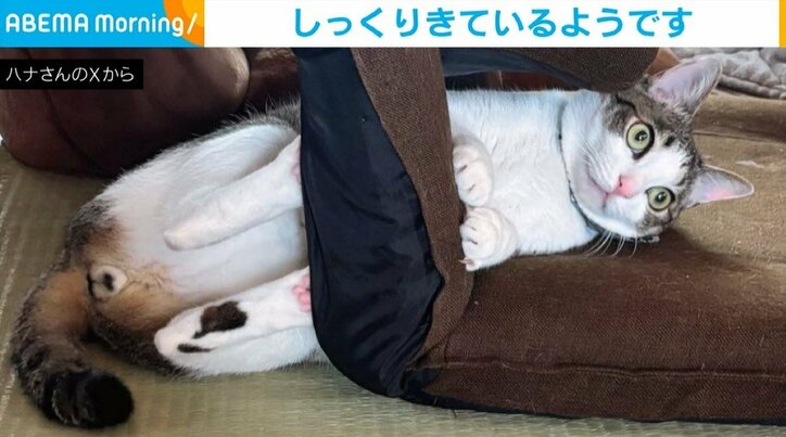 猫の琥珀くん（2歳）