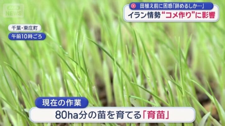 80ヘクタール分の苗を育てる「育苗」の作業