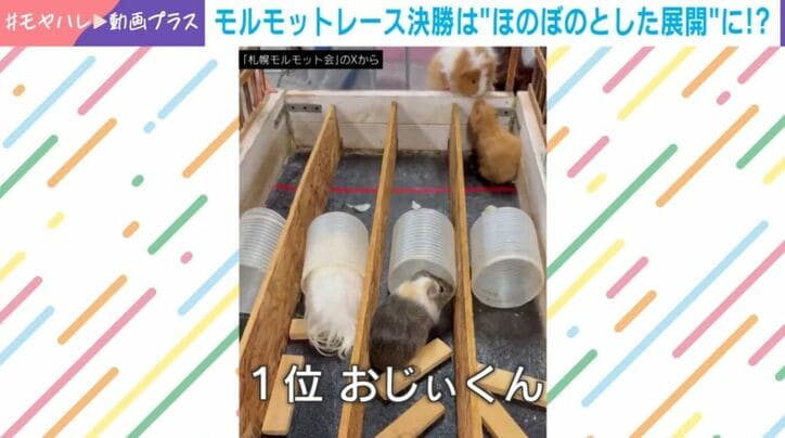 モルモットレース決勝戦