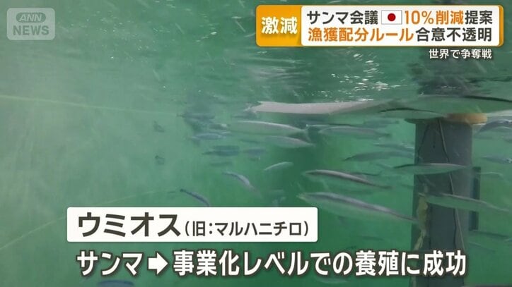 サンマ養殖成功のウミオス（旧：マルハニチロ）」