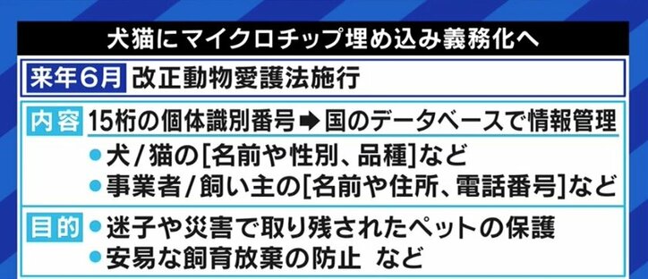 犬猫の殺処分、マイクロチップの埋め込み義務化だけでは抑制できない?背景にある“ペットショップ問題”とは