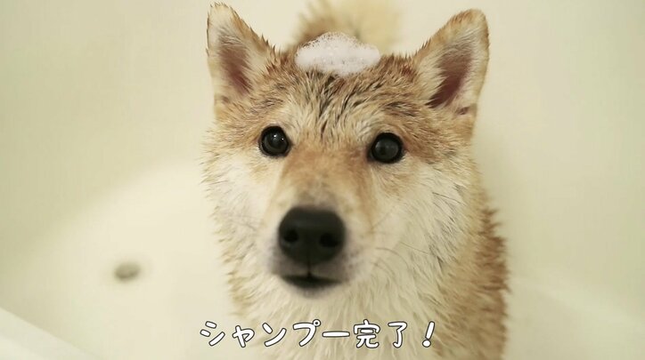 「お尻出てるよ!」ふわもこ柴犬だいふく、家を買う? お散歩やおもちゃに大興奮